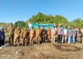 40 Hektare Lahan Jagung Digarap, Bupati: Ini Komitmen Banggai Laut pada Program Pangan Nasional