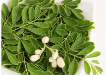 13 Manfaat Daun Kelor Untuk Kesehatan