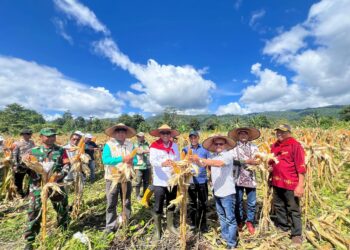 Panen Jagung Tehoru Pertegas Agenda Besar Pangan Bupati Malteng
