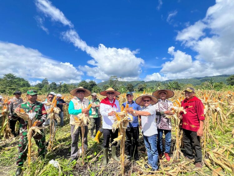 Panen Jagung Tehoru Pertegas Agenda Besar Pangan Bupati Malteng