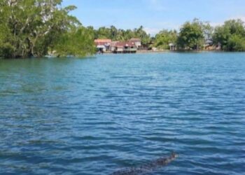 Buaya 4 Meter Muncul di Pesisir Amahai, Warga Resah, Pemerintah Negeri Keluarkan Imbauan